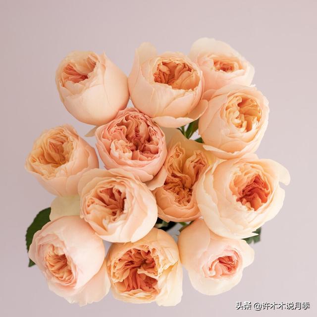 月季花一般都几月份开，月季花一般都几月份开花（怎么才能让月季开更多花呢）