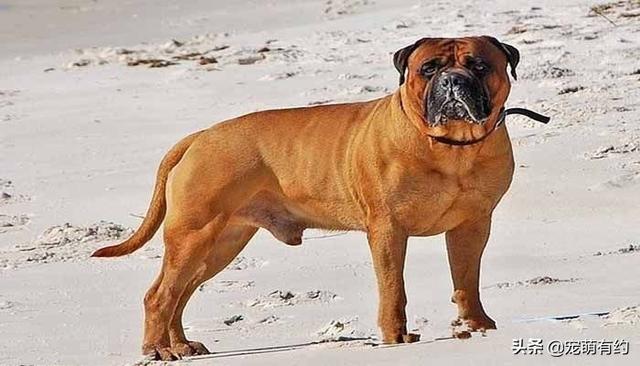 斗牛獒犬，獒犬的力量及速度于一身（斗牛犬价格）