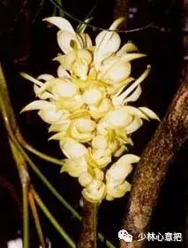 白牛胆的功效与作用，白牛胆的功效与作用禁忌（中药图片大全与功效）