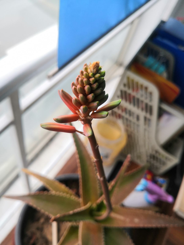 幸福树会开花吗，盆栽幸福树开花吗（养了10年的幸福树）