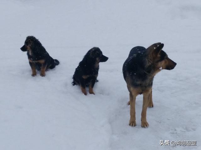 犬字开头的成语，犬字开头的成语接龙（为何带“狗”的成语多带贬义色彩）