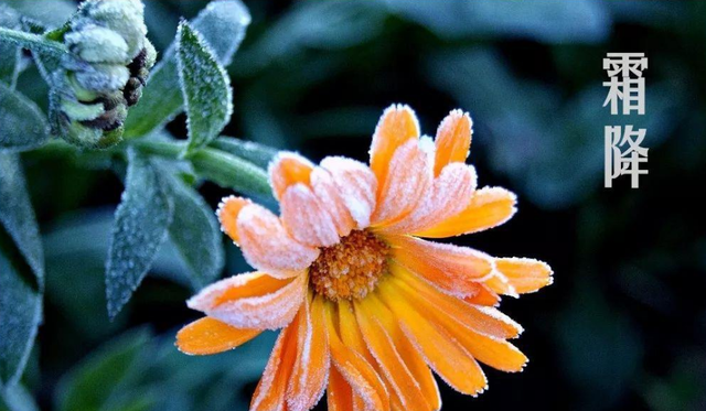 关于霜降的诗句 古代诗人写霜降的诗词，关于霜降的诗句（欣赏最后秋天的美景）