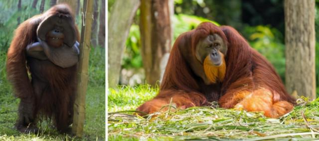 最像人类的动物，大猩猩最像人类的物种（第一个即将灭绝的类人猿）