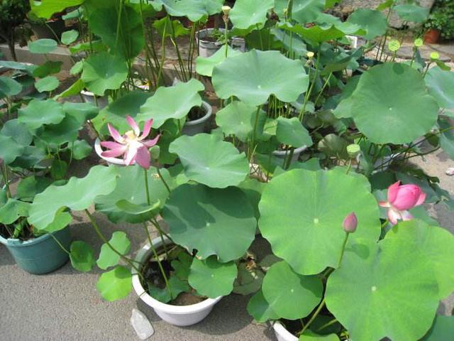 如何种植荷花，秋天还有大收获