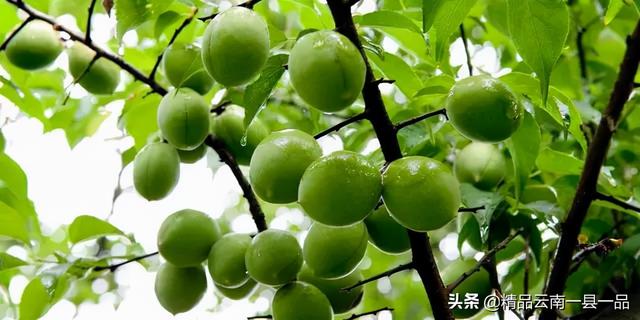 水果园里有哪些水果，水果园里有什么水果（云南大理水果园有些什么水果呢）