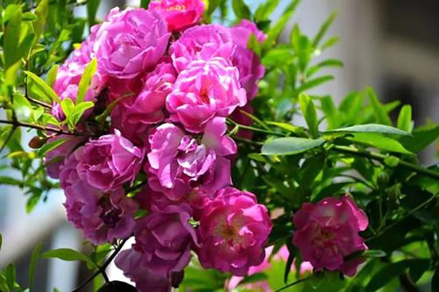 野蔷薇花语，野蔷薇花语浪漫悔过（我靠这份“栽培秘笈”花满阳台）