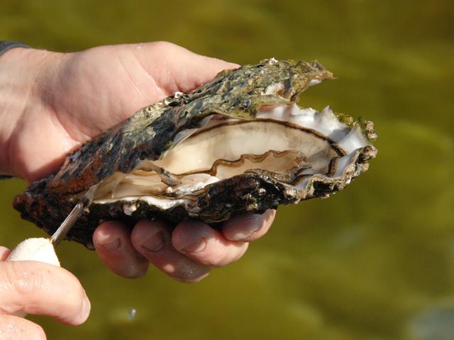 10大名贵海鱼，世界上名贵的海鱼排名（盘点世界上最贵的10种海鲜美食）