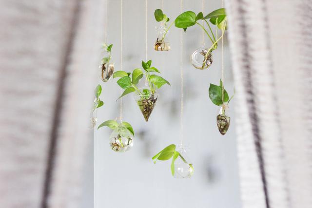 为什么家里会出现绿色的蚊子，房间有很多绿色的蚊子（夏天家里不断有小蚊子）