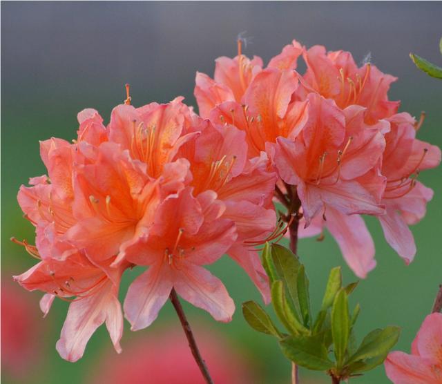 花朵风景头像 十里微信，花朵风景头像 十里（色彩缤纷的花朵图片）