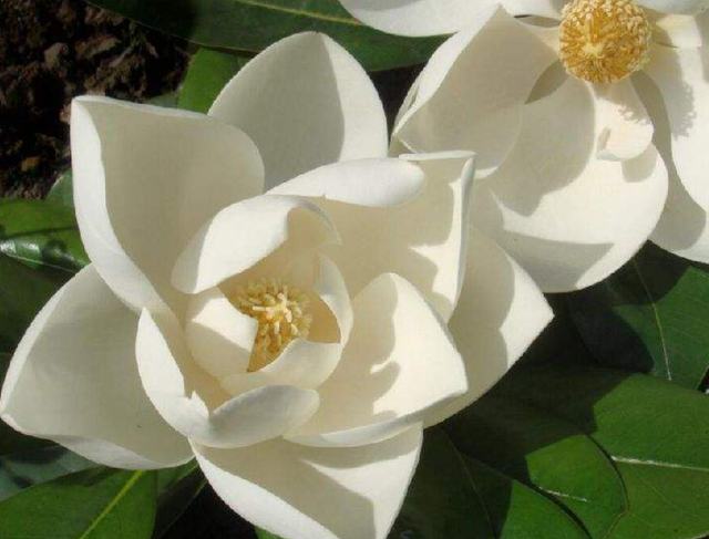 一花一世界一叶一菩提是什么意思，一花一世界一叶一菩提是什么意思（民间4大佛教花卉）