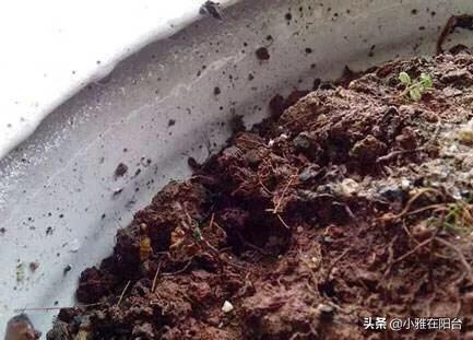 小虫怎么消灭小窍门，小飞虫怎么消灭最简单的方法厨房（花盆里有小虫子）