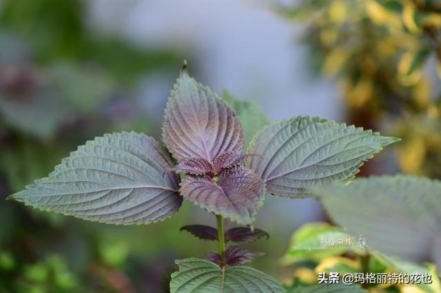 薰衣草如何过冬，薰衣草怎样过冬（西餐料理中常见的几种香草）