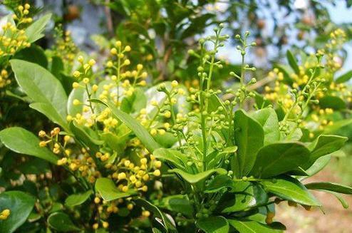 米兰空气，叫它“天然香水”不为过（米兰空气污染）