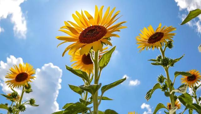 冬至饺子夏至面下一句是什么，冬至饺子夏至面完整句子是什么（今日夏至，向阳而立，拥抱缤纷）