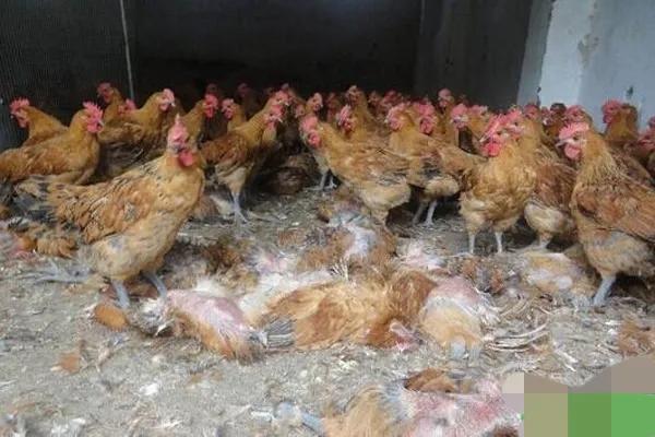 四大仙是什么动物，东北四大仙是什么动物（有什么办法对付它们呢）