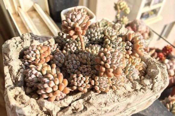 多肉蓝豆怎么养，多肉蓝豆怎么养爆盆（都说“豆豆系”多肉养护难度系数高）