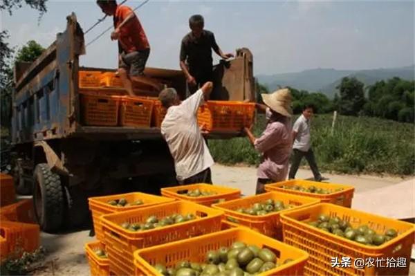 猕猴桃什么时候成熟，野生猕猴桃几月份成熟（提前一个月就采摘）