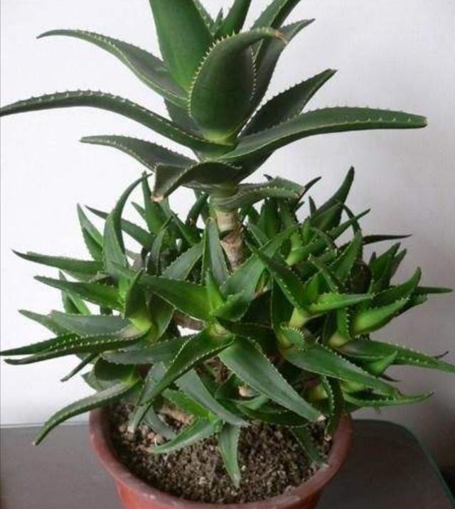 芦荟种植方法,芦荟怎样移植栽种(做好这几个养护要点)