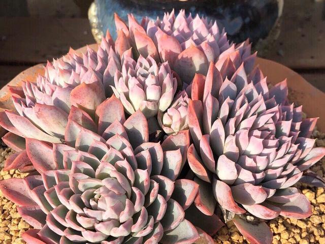 queen♛微信昵称（女王）网名，queen♛微信昵称（女王）微信昵称（多肉界的七大“女王”）