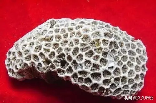 化石的形成，化石是如何形成的（地球远古的那些动物需要什么条件才能形成化石）