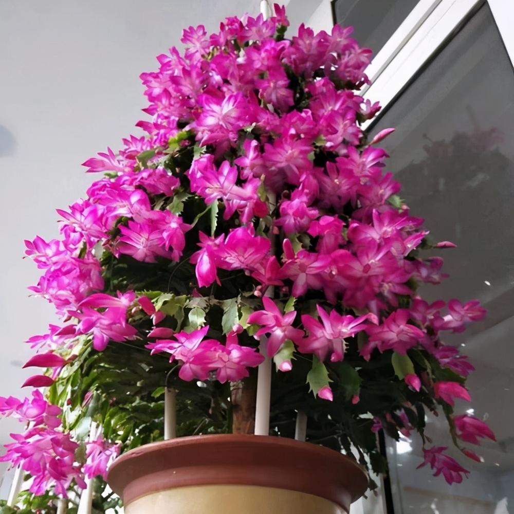 耐低温的花卉冬季开花(漂亮又好养,低温也开花,又美又仙开花200天)