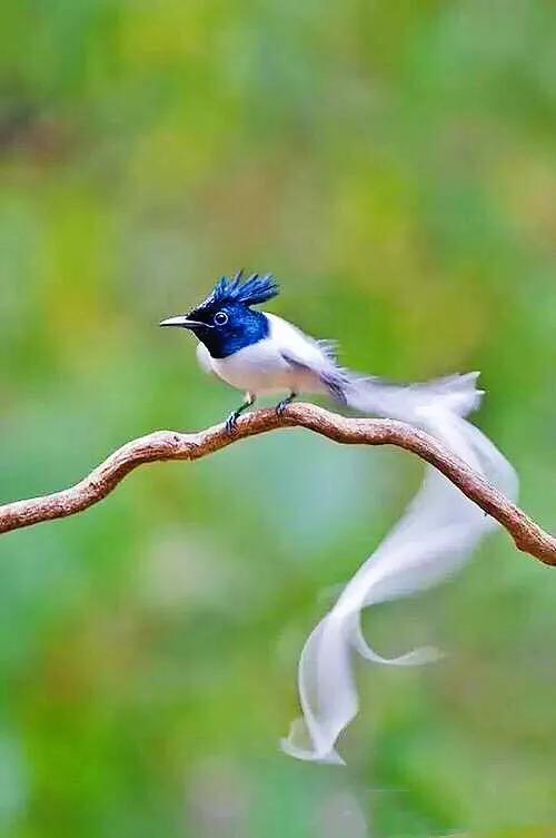 極樂鳥(極樂鳥花),極樂鳥科鳥類欣賞(極樂鳥之花)