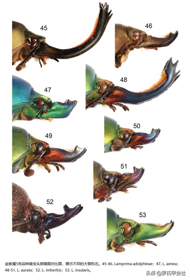 楸型虫是什么，楸型虫图片欣赏（这些金锹你都认识）