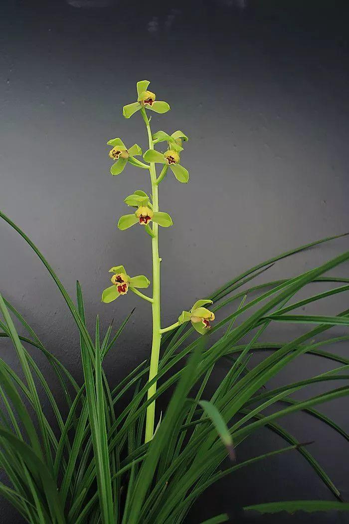 兰花什么时候开花，兰花开花时间（兰花最全养护要点）