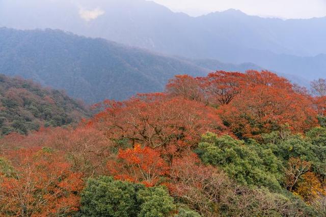 梵净山在哪里呢，梵净山在哪里个省哪个市（北半球最古老的生态乐园）