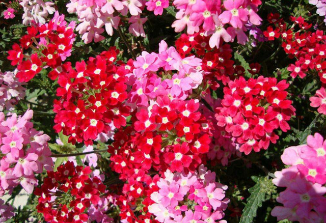 每月什么花开，每月什么花开写一个作文（23种开花植物）