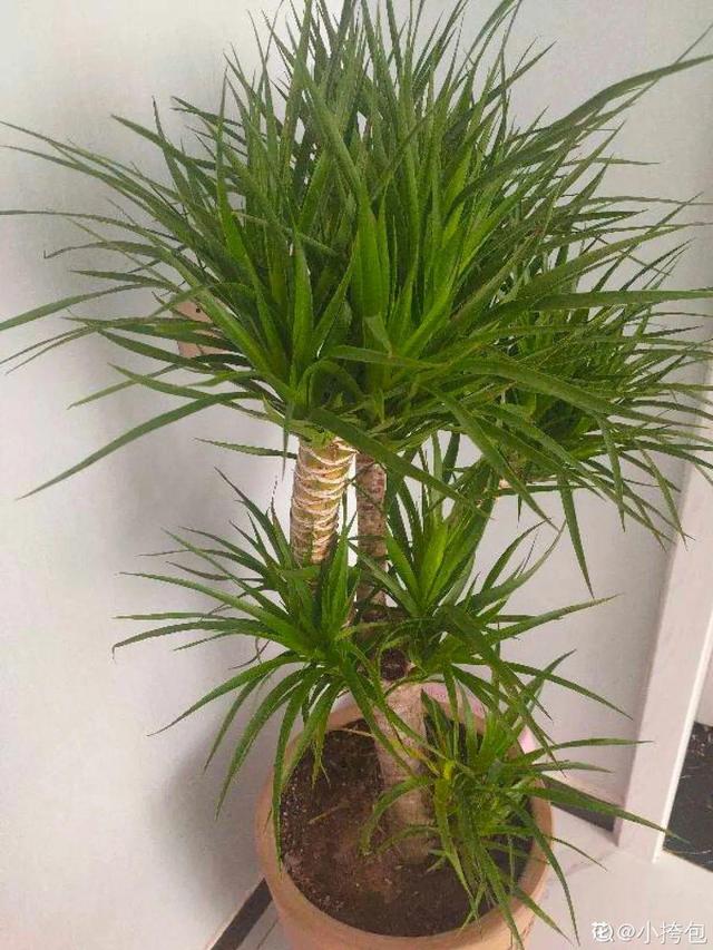 吸收甲醛的植物，哪种植物具有吸收甲醛的功能（净化空气最厉害）