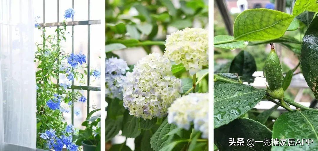 淘宝网花店(淘宝商城花卉市场)