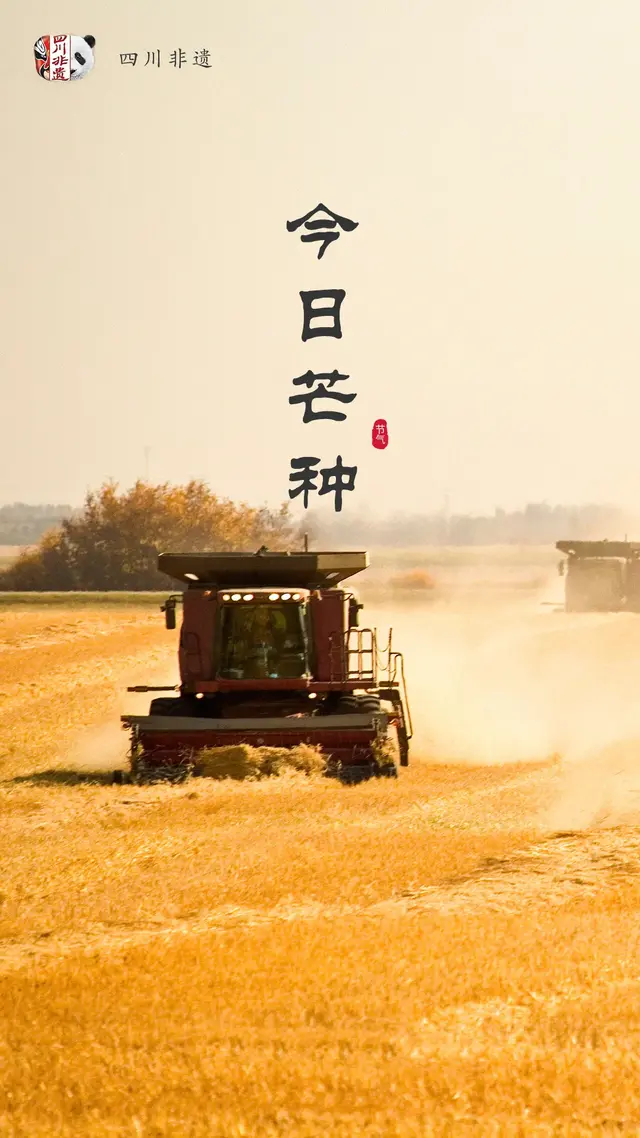 梅子什么时候成熟，梅子是什么季节的水果（芒种：栀子花开，麦黄梅熟）