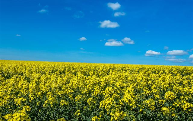 十二星座智商情商双高排行榜，十二星座的智商和情商排名（情商更高的三大星座）