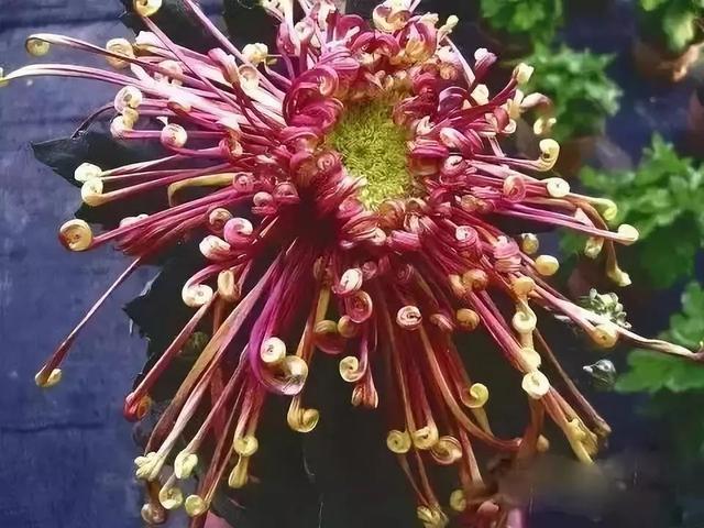 世界最美菊花80种太美了，金秋十月赏菊花——世界最美菊花80种送给您