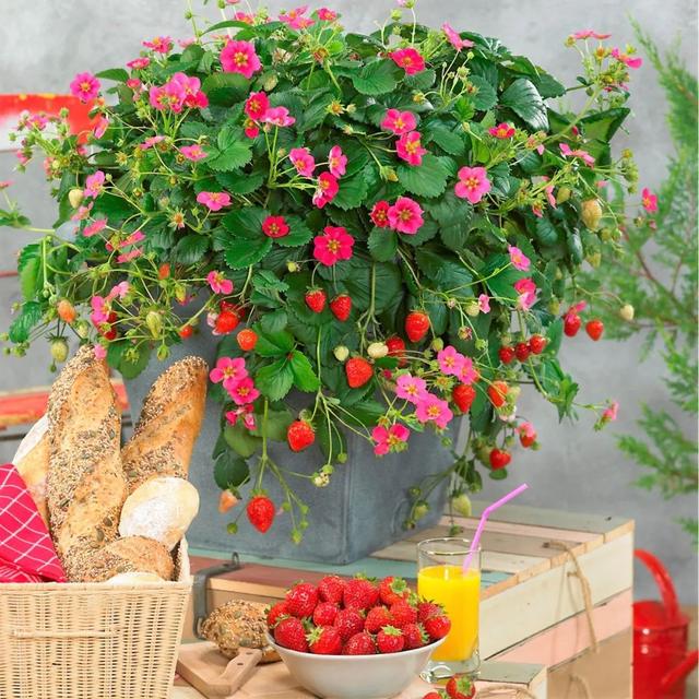 草莓品种介绍，适合南方种植的草莓品种（易养易爆盆）