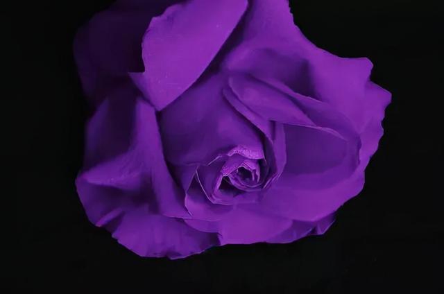 紫色对应的情侣颜色图片