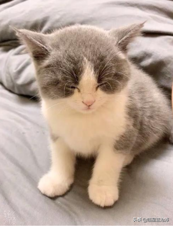 第一次养猫要注意什么，第一次养猫需要注意什么（做到