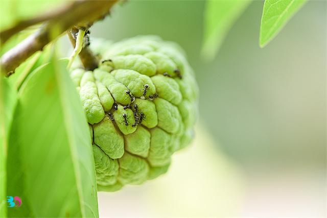 海南水果番荔枝怎么吃，番荔枝的的正确食用方法