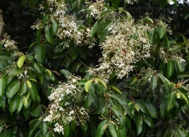 青梅竹马出自哪个典故，青梅竹马取自哪个典故（你知道是哪一种植物果实吗）