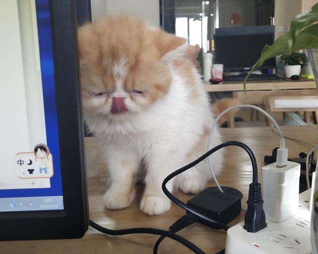 几个月猫咪开始换毛，铲屎官要如何照顾猫咪