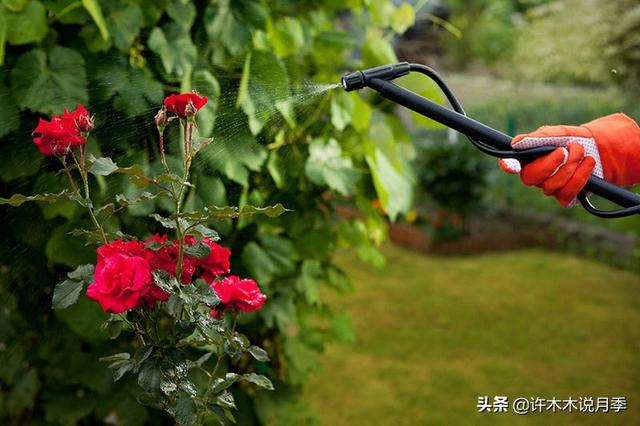 月季为什么不开花只长叶子，月季不开花只长叶子的原因处理方法（月季瘦弱、枝叶稀疏不开花怎么办）