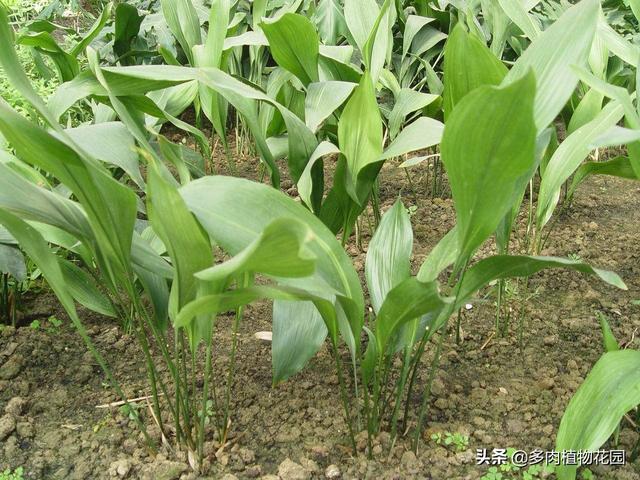 如何养蜘蛛呢，怎么样养蜘蛛（蜘蛛抱蛋好玩又好养的植物）