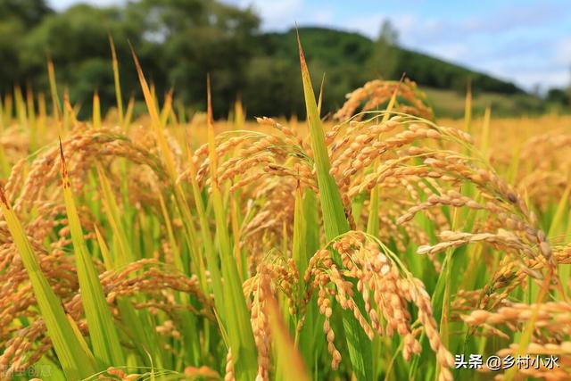 处暑节气谚语大全100句，处暑这天下雨好还是天晴好