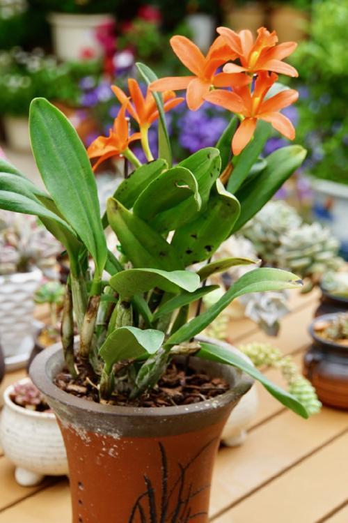 石斛兰，当成盆景观赏也不错（石斛兰的养殖方法）