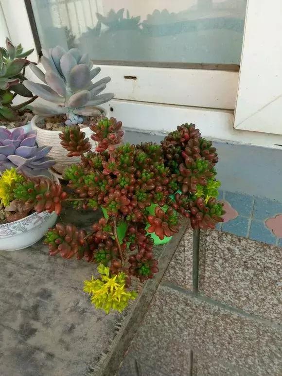 虹之玉怎么换盆,虹之玉换盆需要浇水吗(多肉虹之玉入夏注意3点) 虹之玉怎么换盆,虹之玉换盆需要浇水吗(多肉虹之玉入夏注意3点)