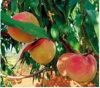 什么桃子最好吃，什么桃子最好吃吃起来什么感觉（为您推荐这7种既好吃又容易种植的品种）