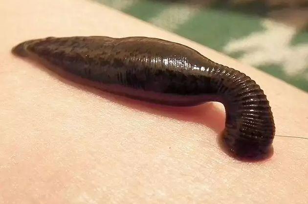 吸血蜗牛长什么样，吸血蜗牛长什么样子的图片（地球上为什么会出现吸血的生物）