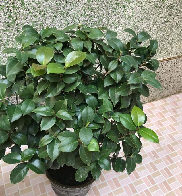 家里为什么不能养茶花，为什么院子里忌讳种茶花（躲开“三怕”）