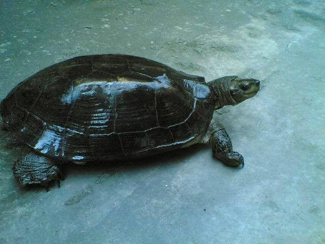 乌龟种类有哪些，乌龟种类有哪些品种（陆龟和水陆两栖龟区别）